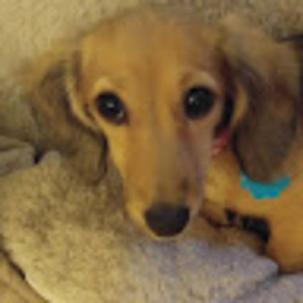 Meet your Posher, Holly